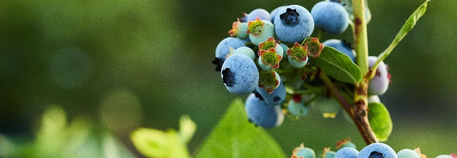 Blaubeeren am Strauch